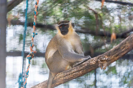 green monkey, chlorocebus sabaeus, in captivity in Spanish zoo, resting and looking around. Spainの写真素材
