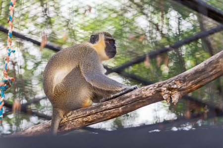 green monkey, chlorocebus sabaeus, in captivity in Spanish zoo, resting and looking around. Spainの写真素材