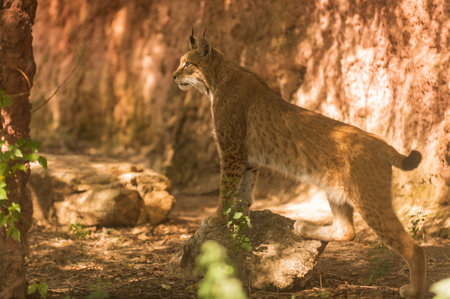 iberian lynx, lynx pardinus, at wild life park in Spain, on alert position, standing on a rock and taking a look at his territory. Spainの写真素材