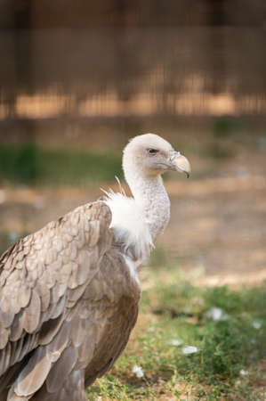 portrait of a griffon vulture, gyps fulvus, a scavenger bird in captivity in a spanish zooの写真素材