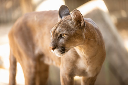 portrait of a cougar, puma, or mountain lion, in a spanish zoo. Spainの写真素材
