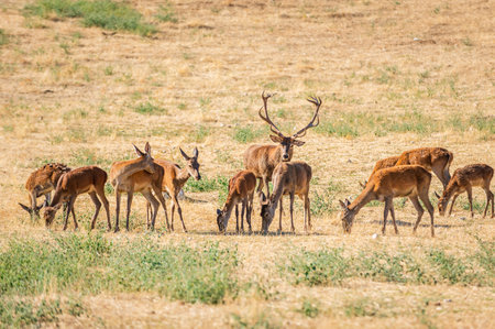 alpha male of red deer, Cervus elaphus, tending his herd. Spainの写真素材