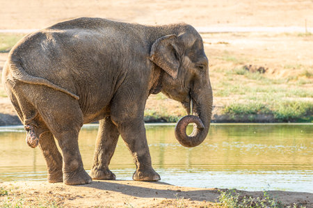 Indian or asian elephant, Elephas maximus indicus, beside a pond in a zoo. Spainの写真素材