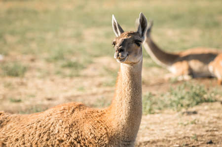 beige or brown llama, lama glama, looking to its habitat in a natural park. South americaの写真素材