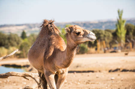 portrait of a dromedary or arabian camel, Camelus dromedarius, taking a look around. Spainの写真素材