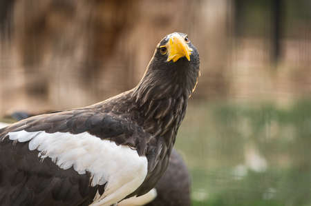 portrait of a steller's sea eagle, haliaeetus pelagicus, in captivity. Spainの写真素材