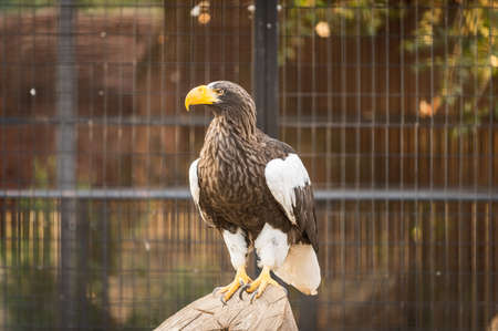 Steller's sea eagle (Haliaeetus pelagicus) inside its cage resting. Wildlife animal in captivity.の写真素材
