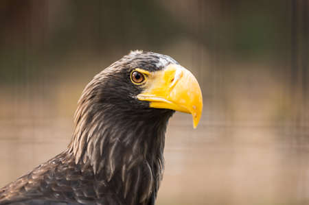 portrait of a steller's sea eagle, haliaeetus pelagicus, in captivity. Spainの写真素材