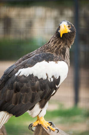 Steller's sea eagle (Haliaeetus pelagicus) inside its cage resting. Wildlife animal in captivity.の写真素材