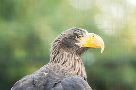 portrait of a steller's sea eagle, haliaeetus pelagicus, in captivity. Spainの写真素材
