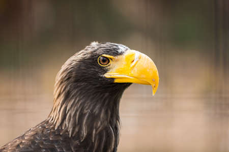 portrait of a steller's sea eagle, haliaeetus pelagicus, in captivity. Spainの写真素材