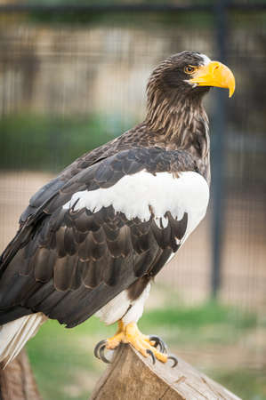 Steller's sea eagle (Haliaeetus pelagicus) inside its cage resting. Wildlife animal in captivity.の写真素材