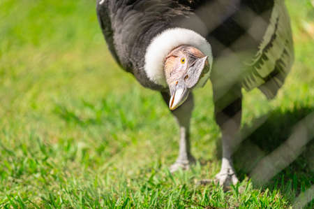 andean condor, vultur gryphus, in his cage in a zoo. Bird in captivityの写真素材