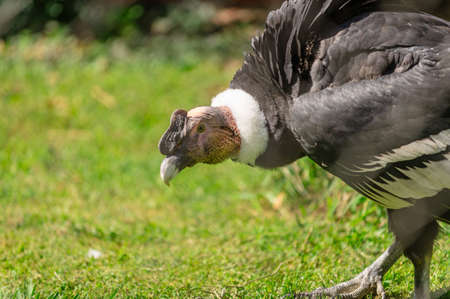 andean condor, vultur gryphus, in his cage in a zoo. Bird in captivityの写真素材