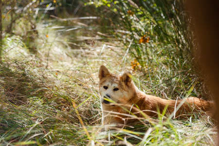 portrait of a young female akita inu in the forest. Sapinの写真素材
