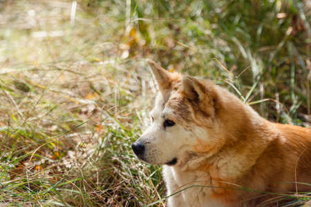 portrait of a young female akita inu in the forest. Sapinの写真素材