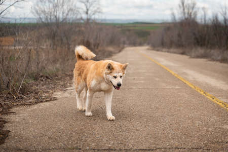 young female akita inu walking on the road in a cloudy day of winter. Spainの写真素材