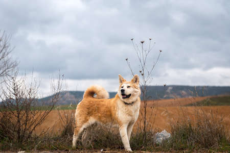 young female akita inu alert, watchful on the forest in a cloudy day of winter. Spainの写真素材