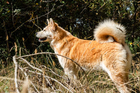 young female akita inu alert, watchful on the forest in a cloudy day of winter. Spainの写真素材