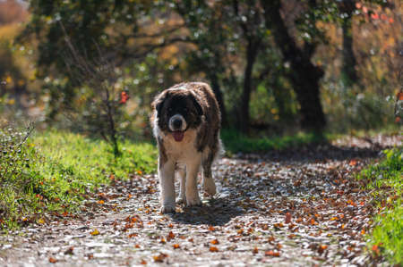 Moscow watchdog, dog walking in a sunny day in the forest. Spainの写真素材