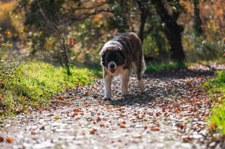 Moscow watchdog, dog walking in a sunny day in the forest. Spainの写真素材