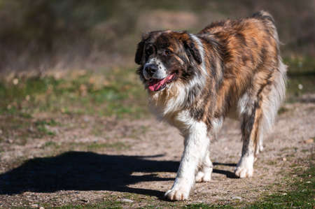Moscow watchdog, dog walking in a sunny day in the forest. Spainの写真素材