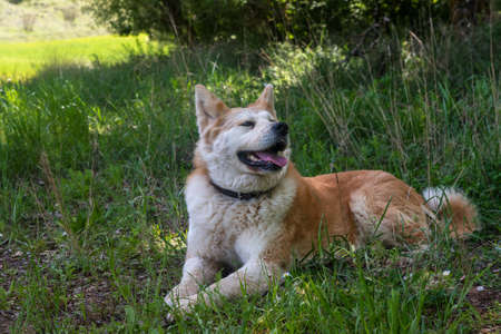 portrait of a young female dog, akita inu, resting in the shade at a foot of a tree in the forest in a sunny day. Spainの写真素材