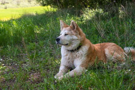 portrait of a young female dog, akita inu, resting in the shade at a foot of a tree in the forest on a sunny day. Spainの写真素材