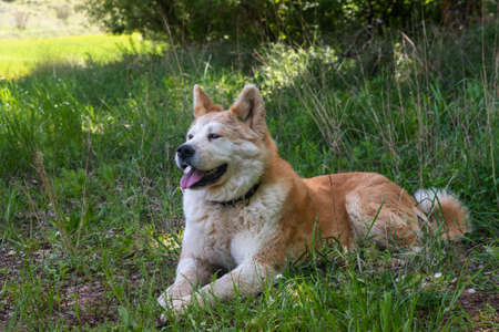 portrait of a young female dog, akita inu, resting in the shade at a foot of a tree in the forest in a sunny day. Spainの写真素材