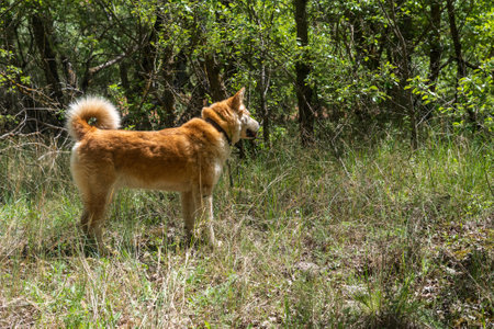 young female dog, akita inu, alert, watchful on the forest in a sunny day of spring. Spainの写真素材