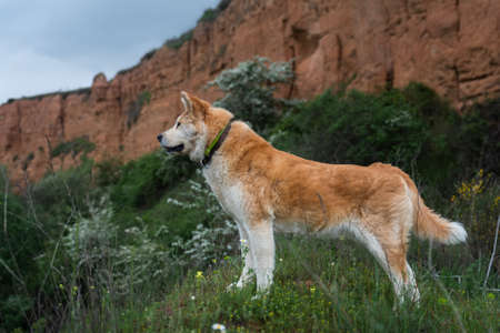 young female dog, akita inu, alert, watchful on the forest in a sunny day of spring. Spainの写真素材