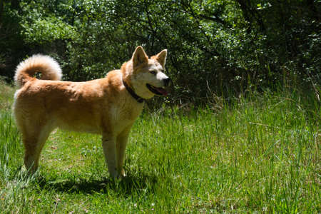 young female dog, akita inu, alert, watchful on the forest in a sunny day of spring. Spainの写真素材