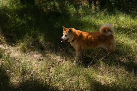 young female dog, akita inu, alert, watchful on the forest in a sunny day of spring. Spainの写真素材