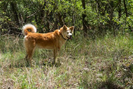 young female dog, akita inu, walking in the forest in a spring sunny day. Spainの写真素材