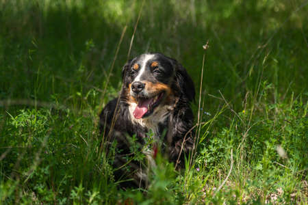 portrait of a young female dog, bernese mountain dog, resting in the shade at a foot of a tree in the forest in a sunny day. Front view. Spainの写真素材