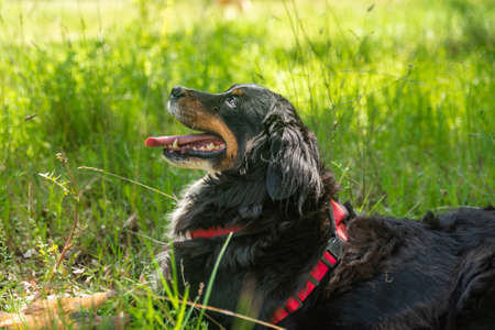 portrait of a young female dog, bernese mountain dog, resting in the shade at a foot of a tree in the forest in a sunny day. Lateral view. Spainの写真素材