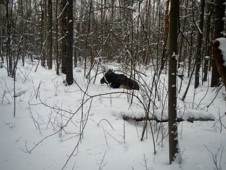 mooseの写真素材