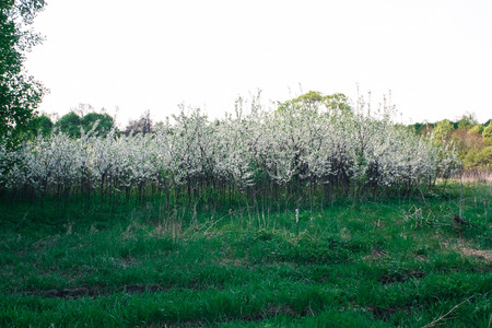 flowerの写真素材