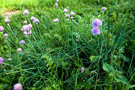 flowerの写真素材