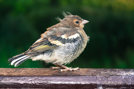 birdsの写真素材