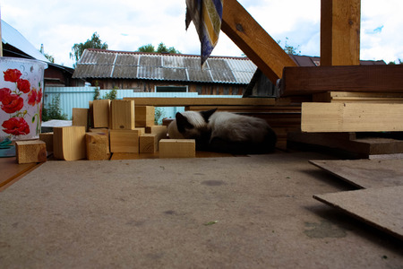 cat asleepの写真素材