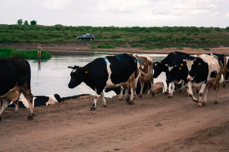 cowsの写真素材