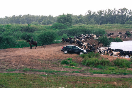 cowsの写真素材