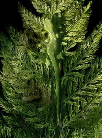 Gecko on fern leafの写真素材