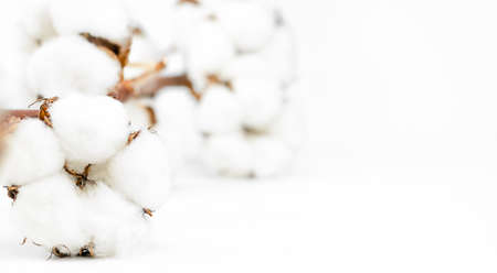 cotton flower plant bud white natural fluffy on white grey background copy-spaceの写真素材