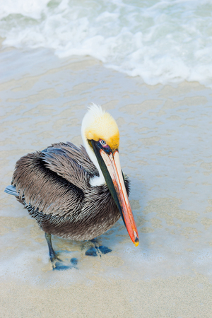 Pelican with golden head and light blue eyes at the caribbean seaside, with blue ocean in backgroundの写真素材