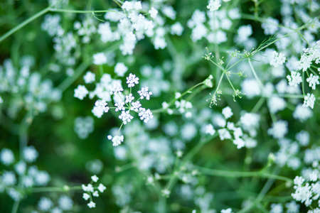 Blooming anise field background on summer day. Fresh medicinal plant. Seasonal background.の写真素材