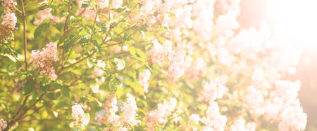 Spring background. Summer flowers in sunny day. Mother's day or women blog concept. Pastel soft...