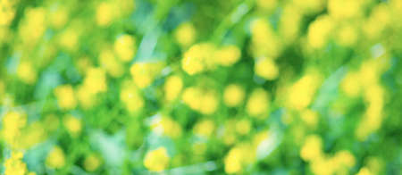 Yellow and green colours. Blur. Wide format, free space for design.  Head banner concept. Backgroundfor your designの写真素材