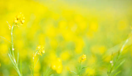 Yellow and green colours. Blur. Wide format, free space for design.  Head banner concept. Free space for your designの写真素材